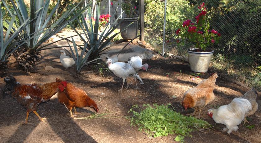 Villa Azalea Inn & Organic Farm JALISCO المظهر الخارجي الصورة